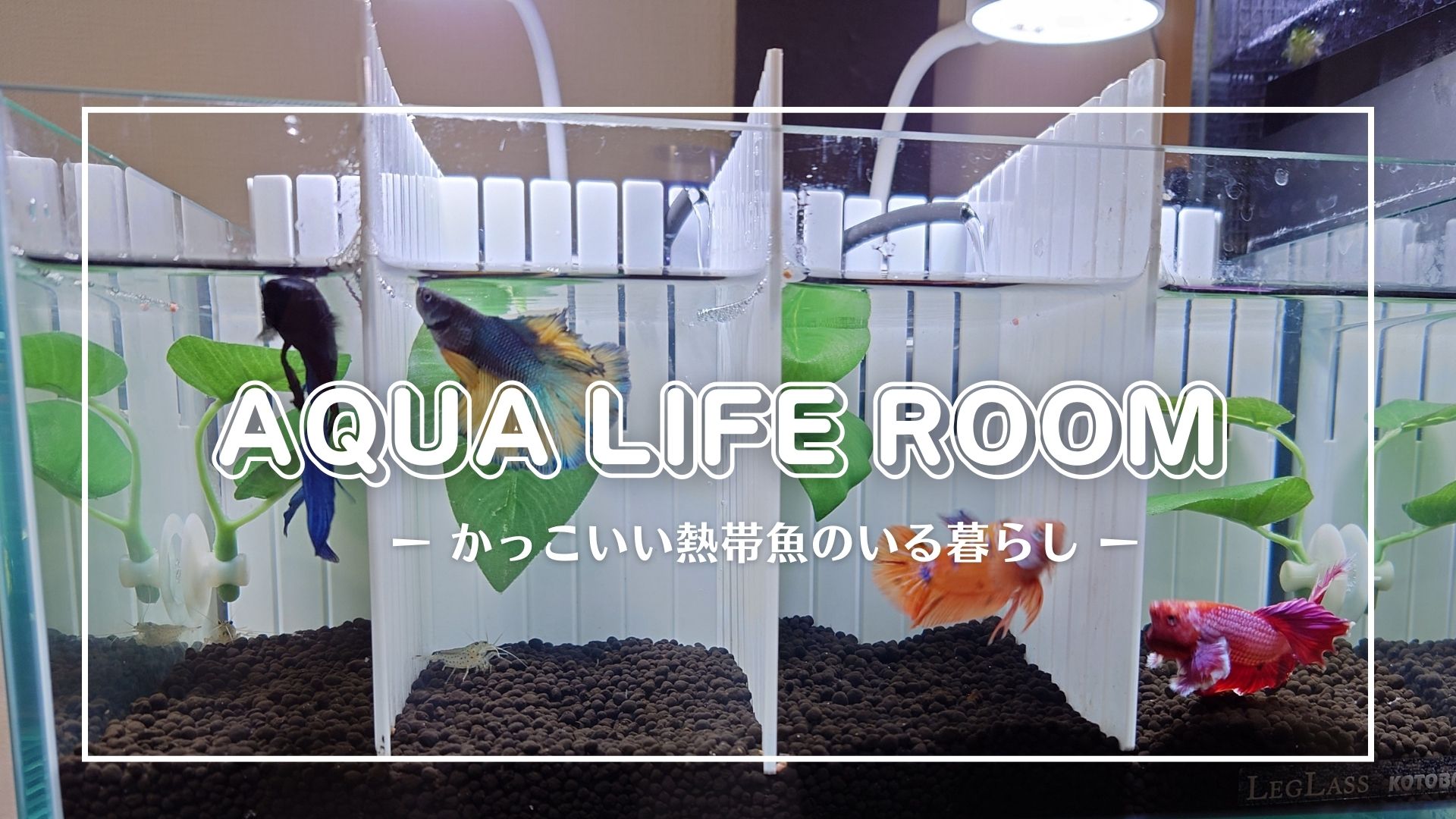 アクアライフルーム　メイン