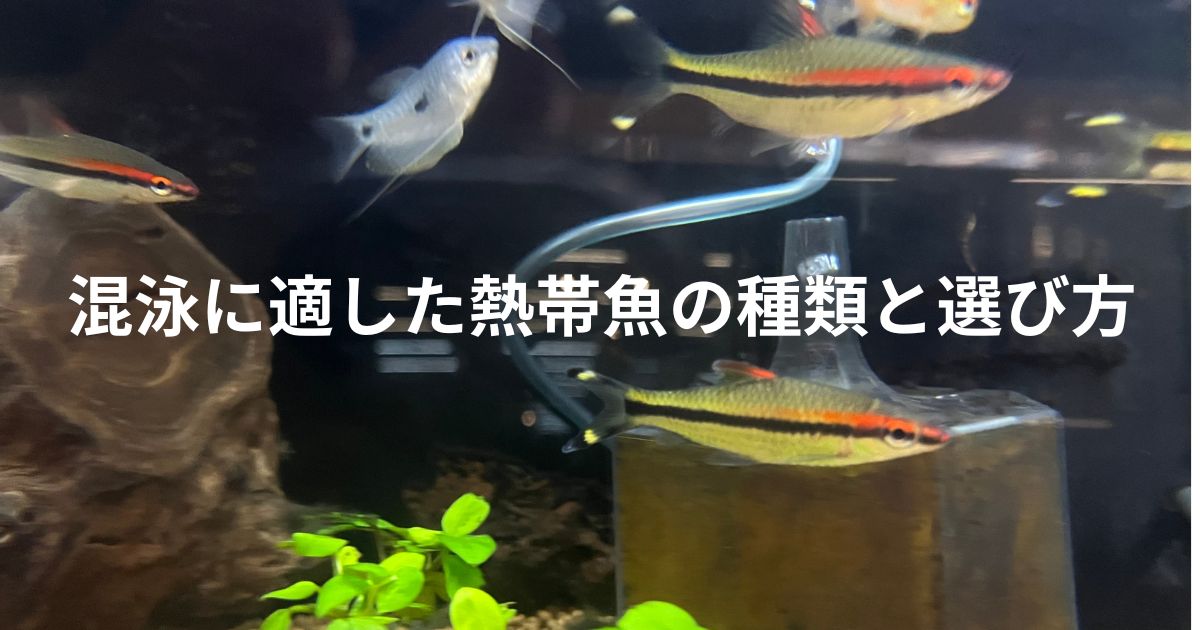 熱帯魚の複数種類での混泳