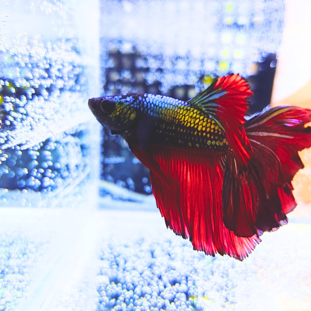 ベタ　魚