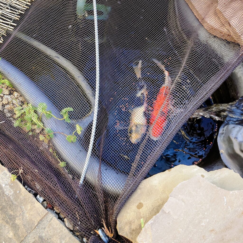 錦鯉の観察