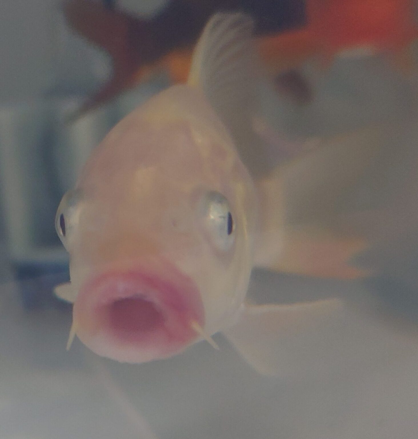 金魚 錦鯉 病気