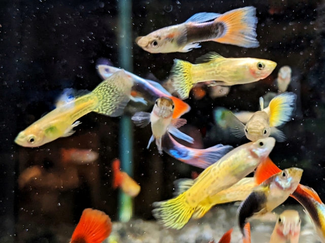 グッピー熱帯魚