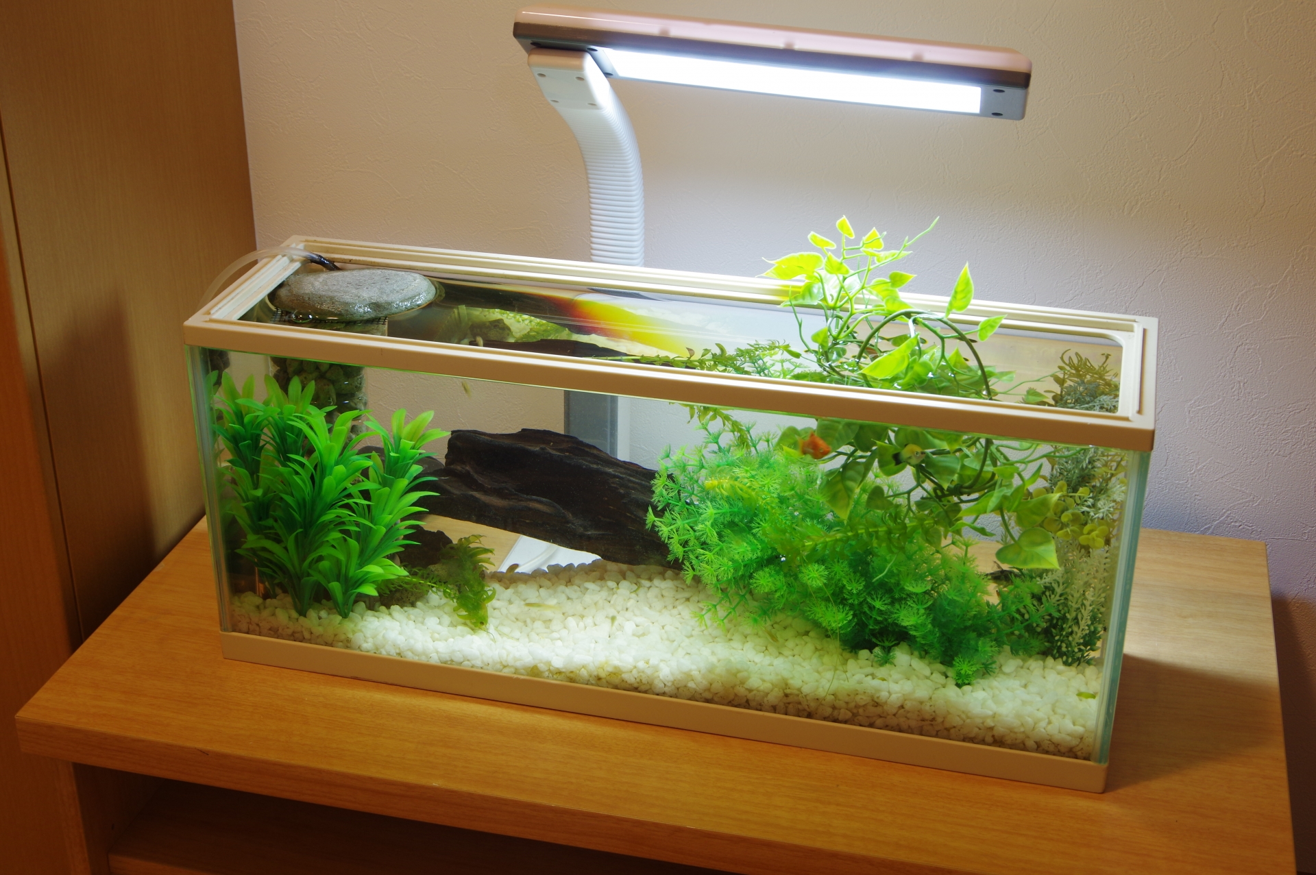 アクアリウム水槽